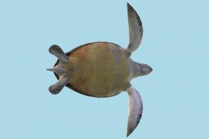 Sea Turtle Sea Turtle-3